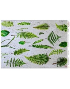 Decoupage A3 Stony Fern